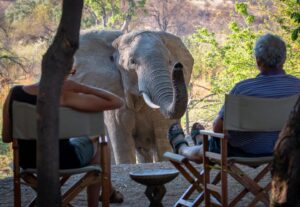 Classic Hwange Safari
