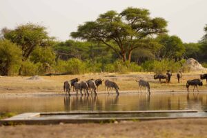 Classic Hwange Safari