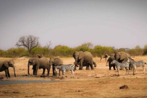 African Safari Holiday
