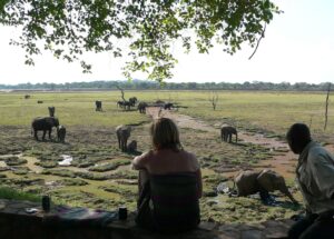 Thornicroft’s Safari