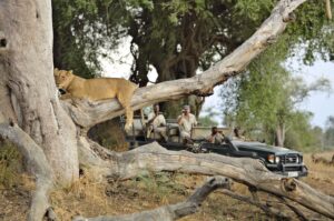 Ultimate Luangwa Safari