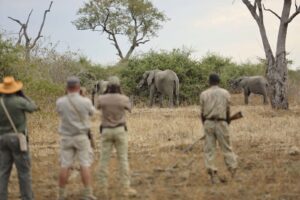 Ultimate Luangwa Safari