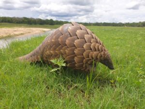 Kafue Conservation Safari