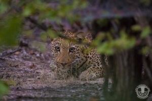 Great Parks of Zambia