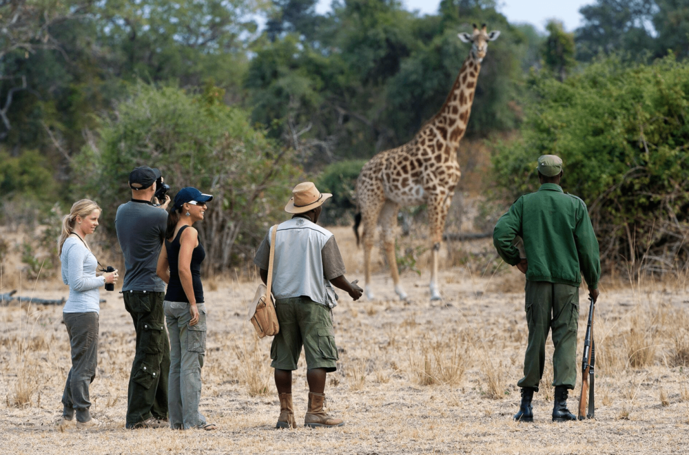 Great Parks of Zambia