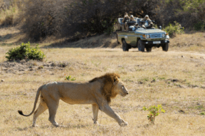 Great Parks of Zambia