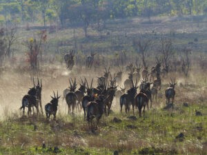 Kafue Conservation Safari