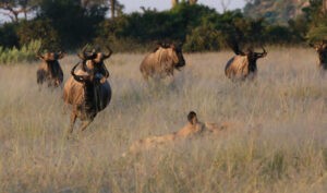 Botswana Safari Holiday