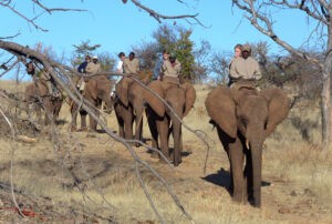 Elephant Ride