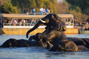 Best of Victoria Falls and Chobe Safari Package