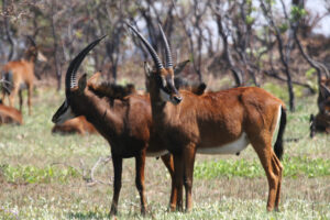 Zambia Safari Packages