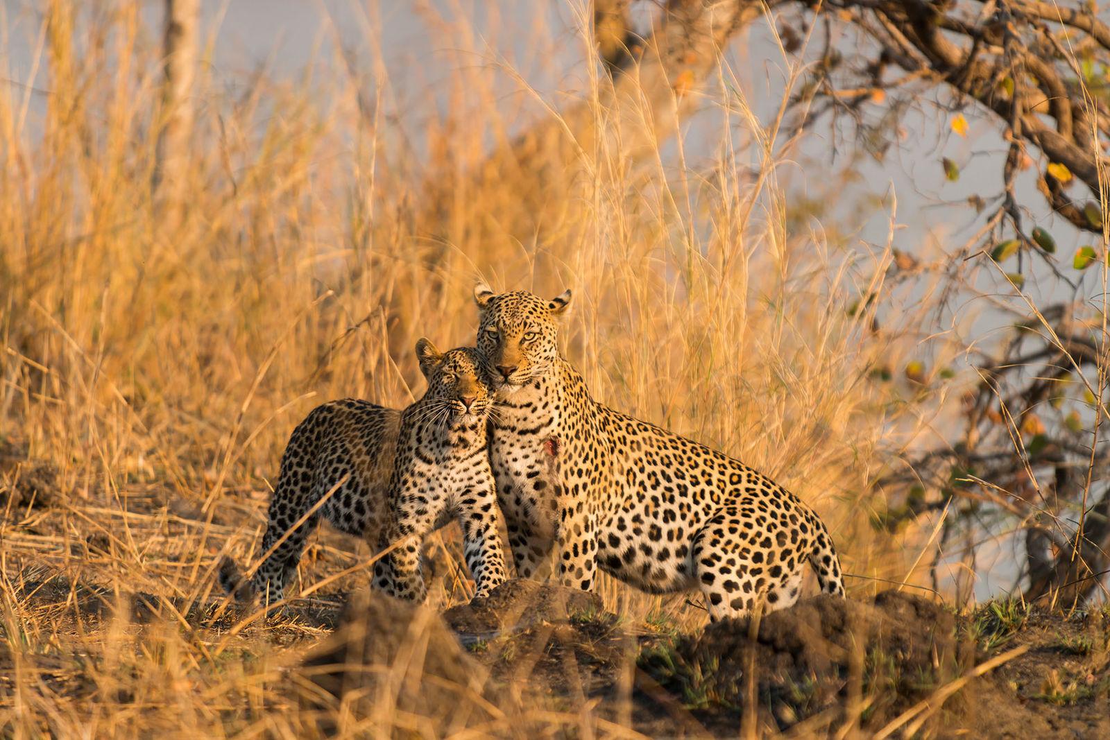 African Safari Holiday