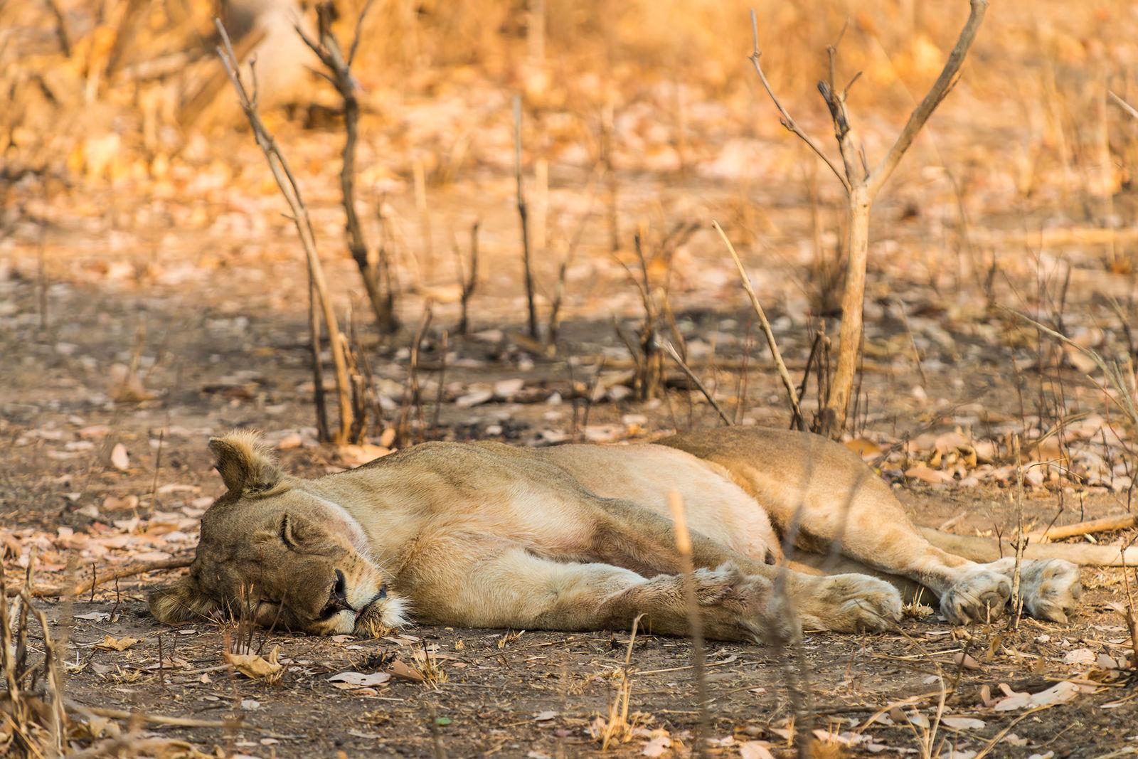 Kafue National Park