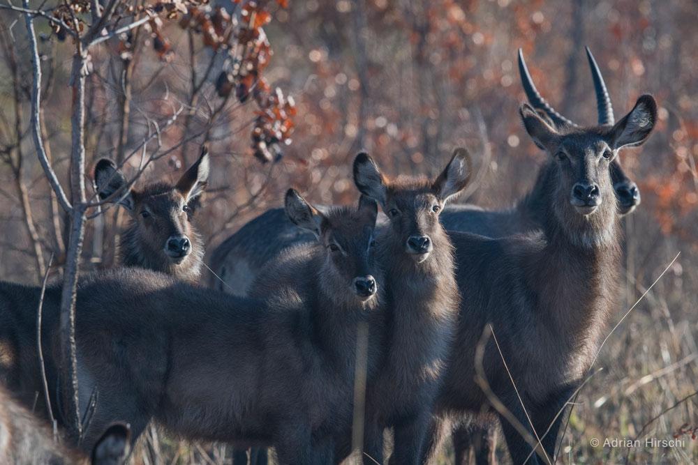 Kafue Victoria Falls Safari