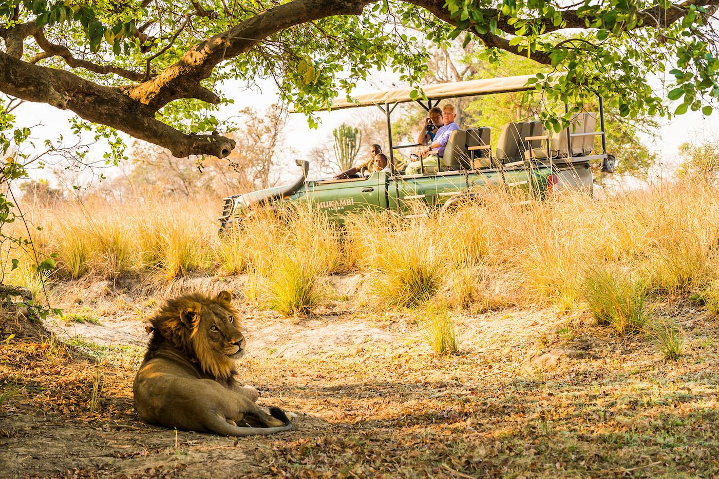 zambia safari january