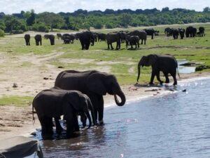 Chobe Experience