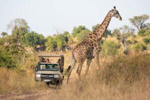Popular tours and safaris