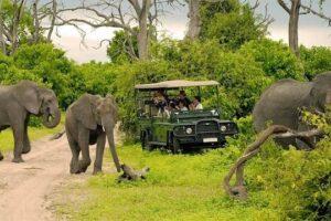 Chobe Day Trip