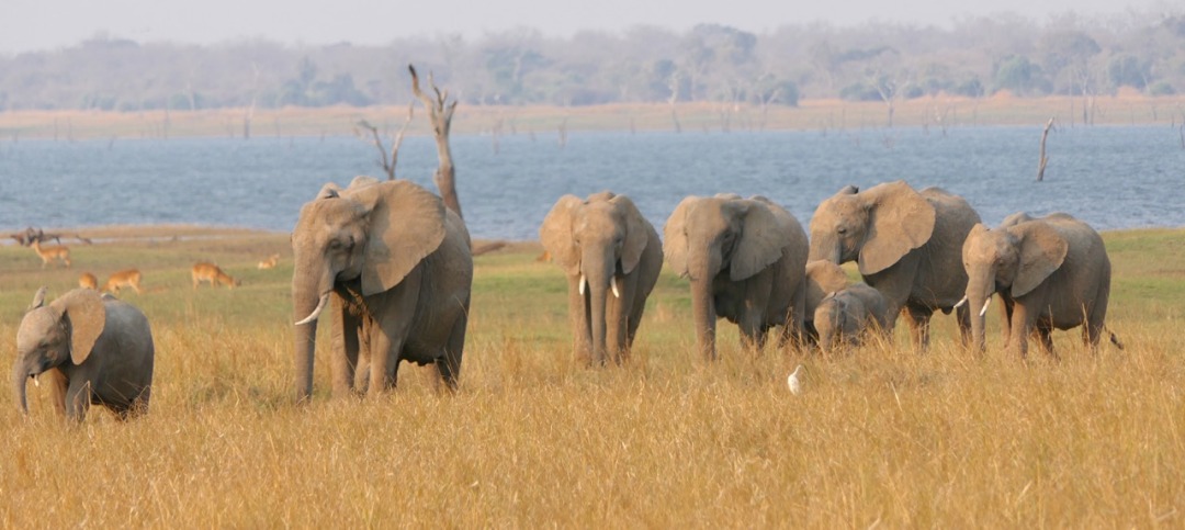 Photographic Safaris in Zambia