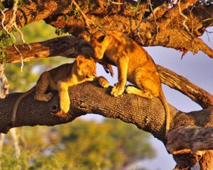 South Luangwa Emerald Season