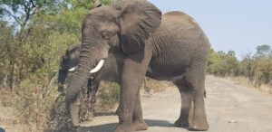 customized wildlife safaris in Zambia