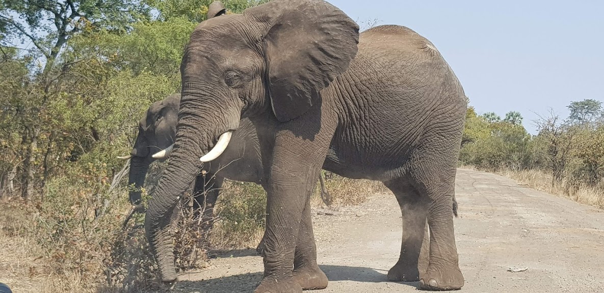 customized wildlife safaris in Zambia