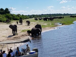 Chobe Day Trip From Livingstone