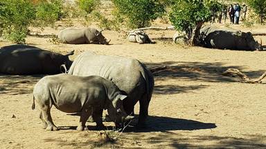 Game Drive and Rhino Walk