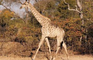 Giraffe