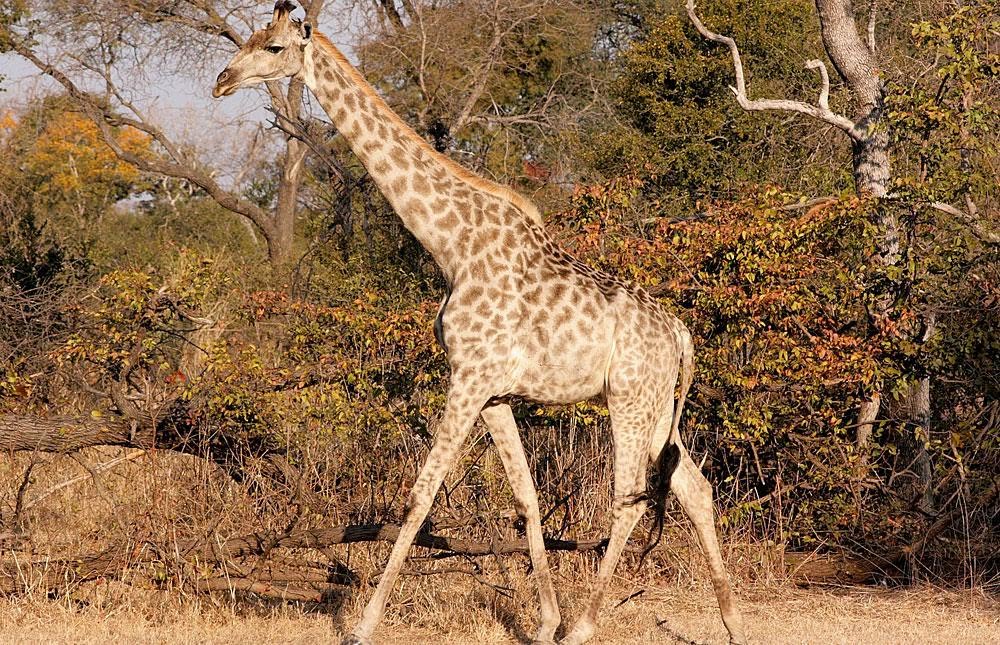 Giraffe