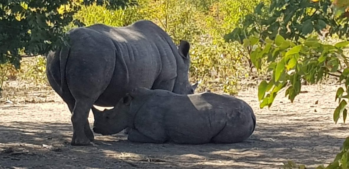 Rhino