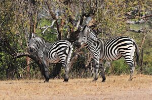 Zebras